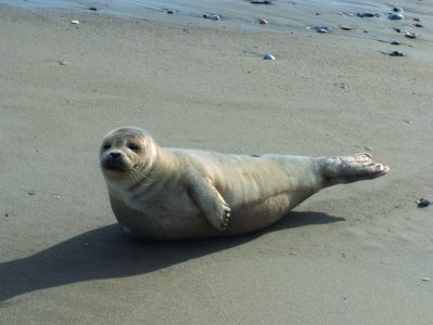 Seal sighting in Corolla, NC