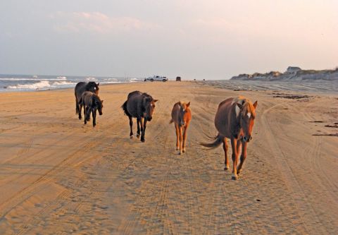Back Beach Wild Horse Tours Corolla NC, See Legendary Wild Horses